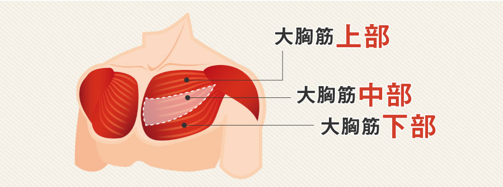 大胸筋のしくみ