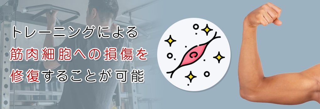 スポーツ・筋トレ後にタンパク質を摂取すべき理由