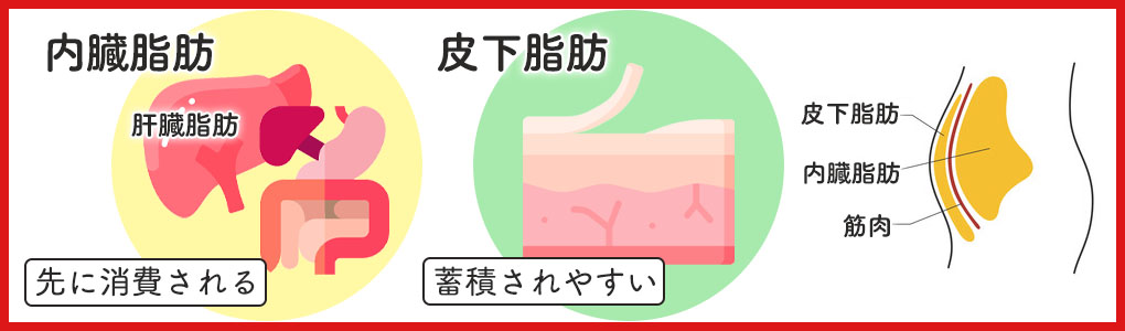 体の部位で痩せやすいのはどこ？