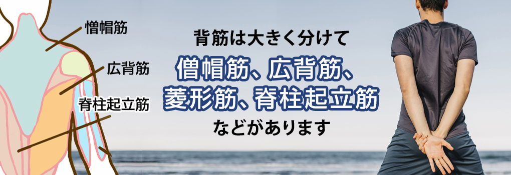 背中に広がる筋肉の構成部位と特徴