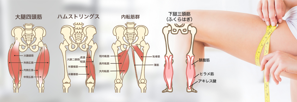太もも・脚の筋肉の構成部位と特徴